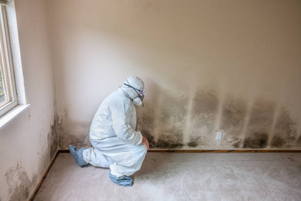 Best Mold Cleaning Services  in USA